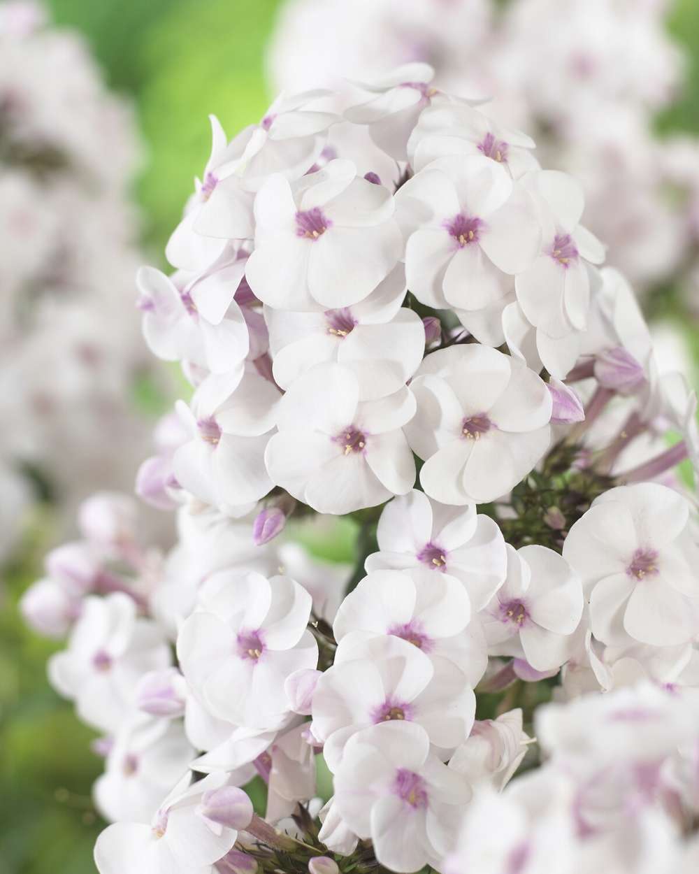 Høstfloks 'Ice cream'